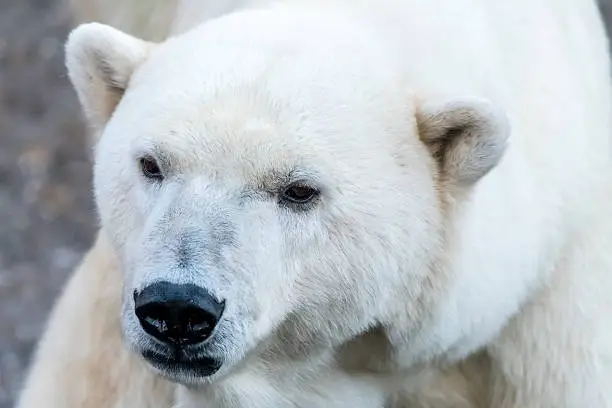 Portraiture of an white Polar Bear