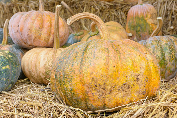 istock Group of pumpkin vegetable background 637675172