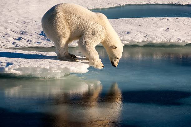 Polar bear admiring his mirror image in the sea Beautiful polar bear standing on the edge of an ice floe, looking at his mirror image in the sea. arctic ocean photos stock pictures, royalty-free photos & images