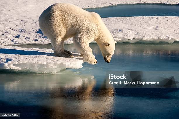 Polar Bear Admiring His Mirror Image In The Sea Stock Photo - Download Image Now - Polar Bear, Climate Change, Bear