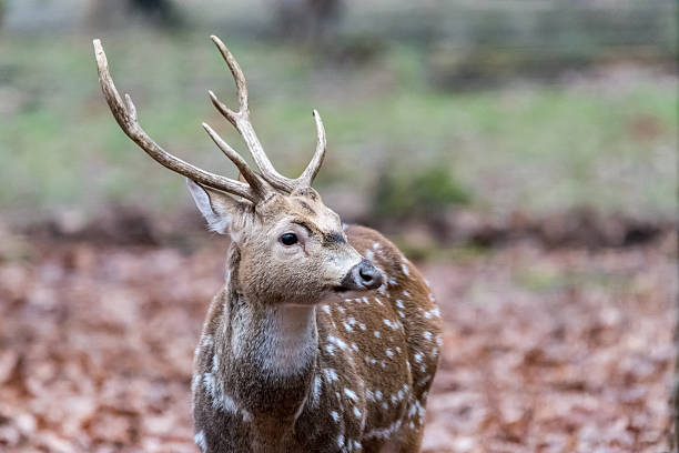 istock Sika deer with blurry backgound in wild nature 637677476