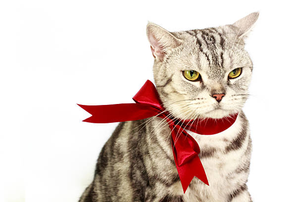 istock American shorthair silver cat with red bow tie 637677978