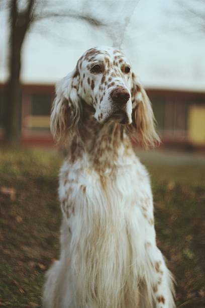 istock Vintage english setter 637678136