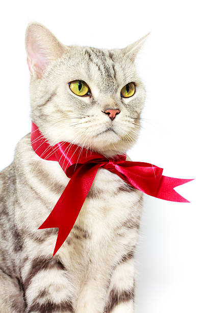 istock American shorthair silver cat with red bow tie 637678626