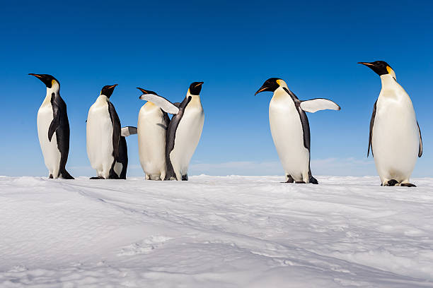 group of cute emperor penguins cheering on ice - koloni djurflock bildbanksfoton och bilder