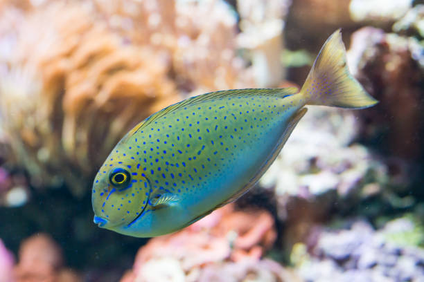 istock vlamingii nose - bignose unicornfish 637678732