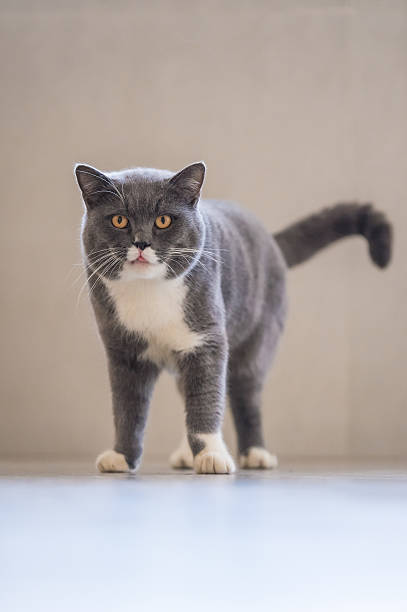 istock The gray British Shorthair 637679886