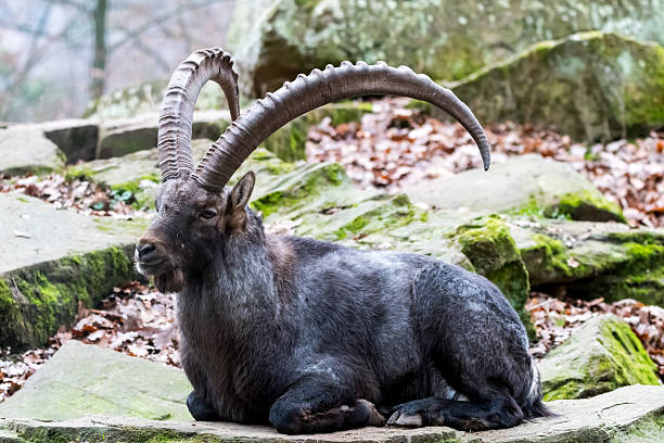 istock Very long horned Ibex in front of stony Background 637679970