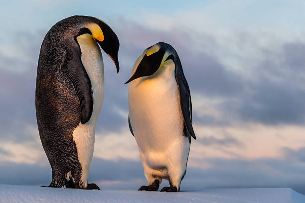 Emperor penguin curiously looking at his friend's belly This penguin couple was photographed on a remote ice floe in the Southern Ocean during a winter sunset. antarctica penguin bird animal stock pictures, royalty-free photos & images