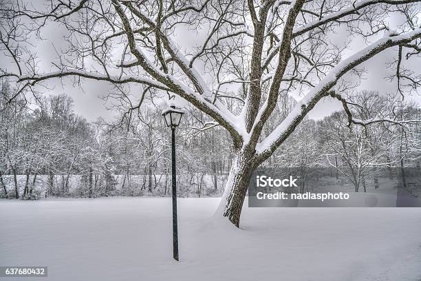 Early Morning Snow Stock Photo - Download Image Now - Bare Tree, Branch - Plant Part, Cold Temperature