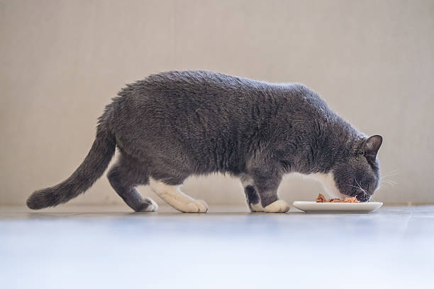 istock The gray British Shorthair 637680700