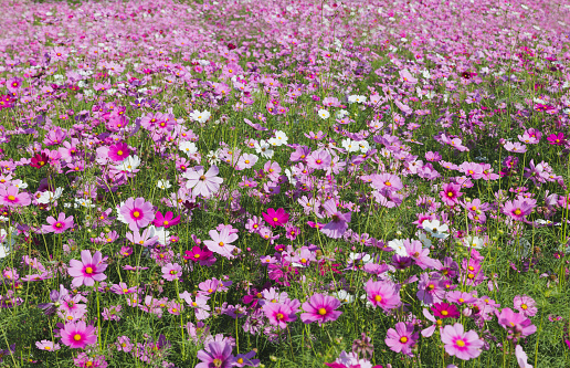 Landscape nature background of beautiful pink cosmos flower field