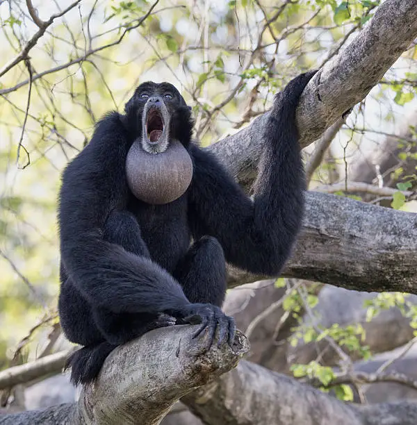 Black furred siamang with inflated throat pouch sitting in a tree and engaged in morning howling.