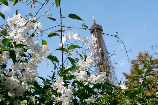 Flower with Eiffel Tower at the background