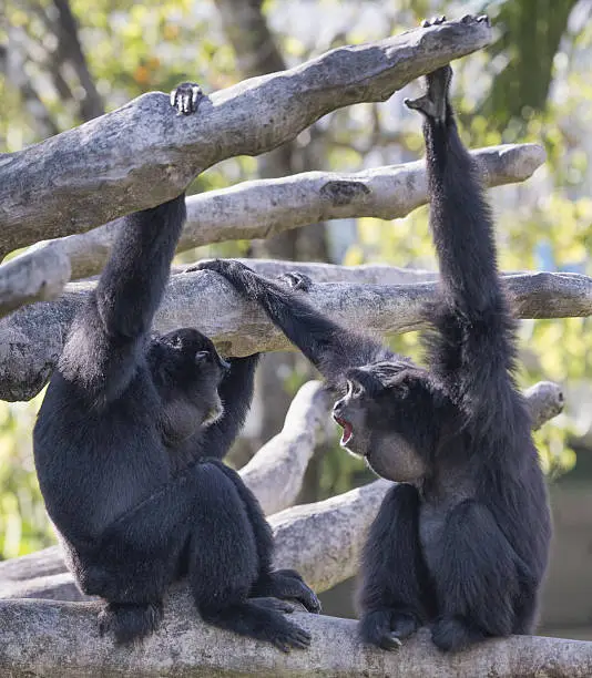 Two black furred siamangs are sitting together on tree branches.  One siamang with a large throat pouch is howling at the other.