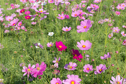 nature background of beautiful pink cosmos flower field