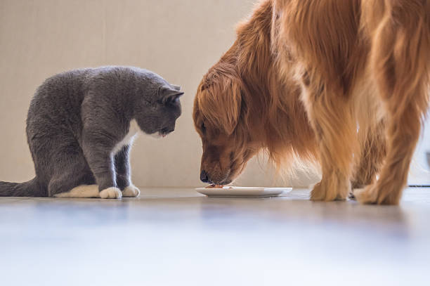 istock Golden Retriever and British Shorthair 637683108