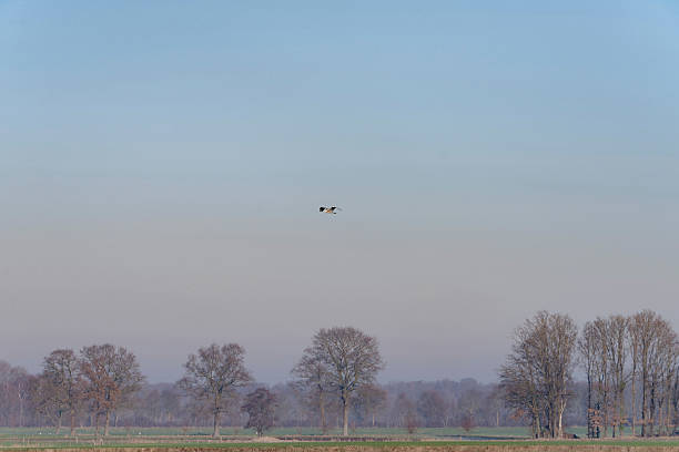 istock Blue heron flying over dutch rural winter landscape. 637685916