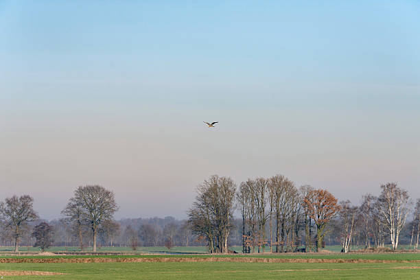 istock Blue heron flying over dutch rural winter landscape. 637685946