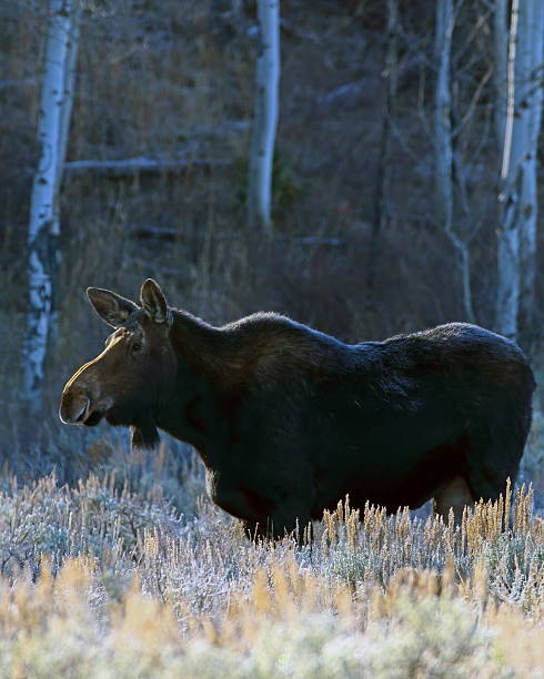 istock Moose Adult Cow 637686442