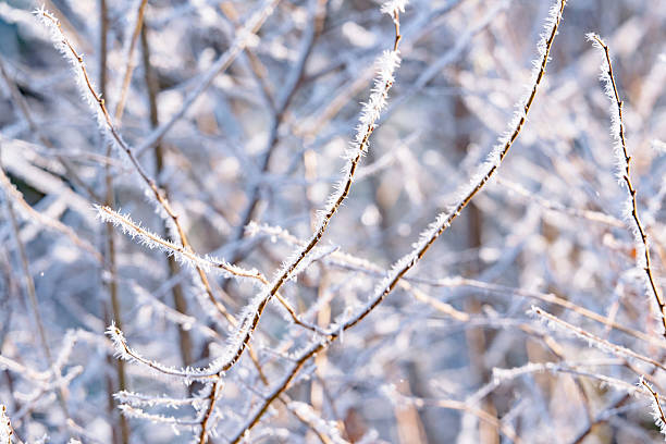 istock Close-up of branches with hoarfrost. 637686570