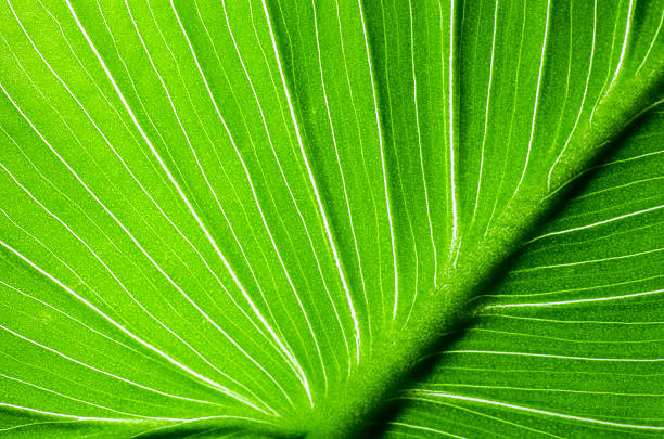 istock Close-up of green leaf calla flower 637688962