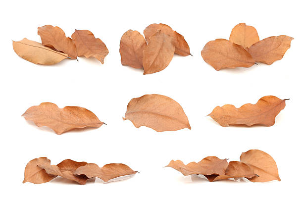 istock Dry leaves on isolated white 637689274