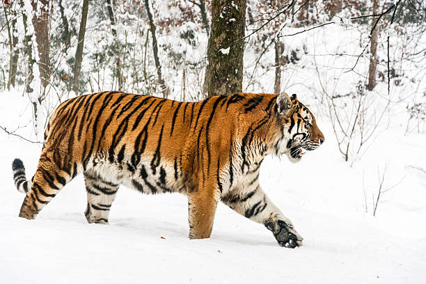 Slowly walking Siberian tiger in snow Siberian tiger in the winter. The tiger is walking slowly through the forest and staring into the distance. White snow highlights the orange color of its fur. Characteristic patterns and textures of fur are clearly visible. siberian tiger photos stock pictures, royalty-free photos & images