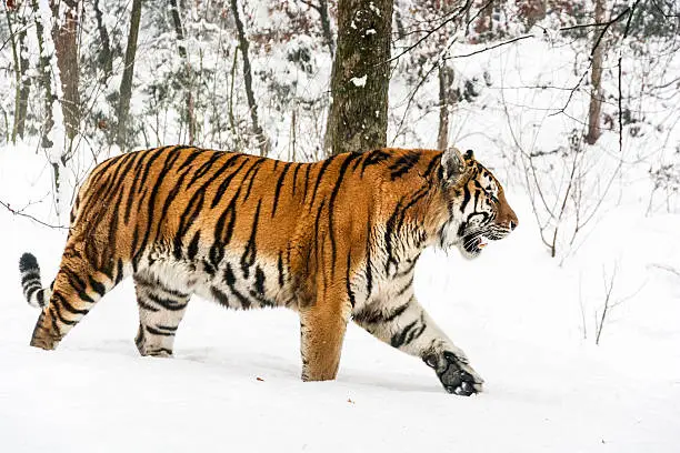 Photo of Slowly walking Siberian tiger in snow