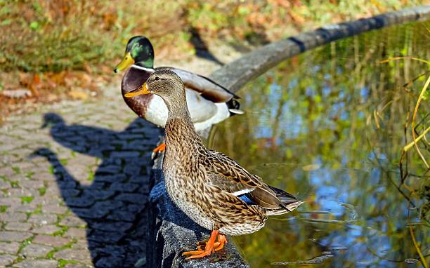 istock Close-up of Mallard Ducks on Water 637689926