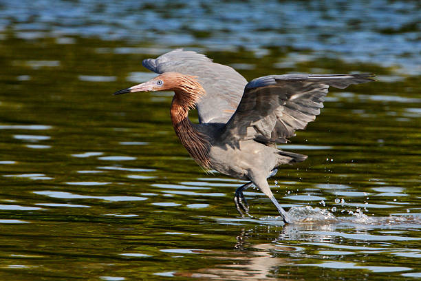 Reddish Egret (Egretta rufescens), Ding Darling NWR, Florida, USA Reddish Egret (Egretta rufescens) with wings spread fishing in shallow water, Ding Darling NWR, Florida, USA ding darling national wildlife refuge stock pictures, royalty-free photos & images