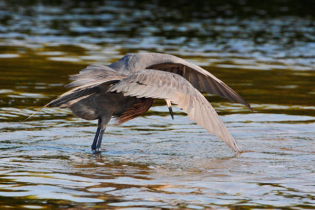 Reddish Egret (Egretta rufescens), Ding Darling NWR, Florida, USA Reddish Egret (Egretta rufescens) with wings spread fishing in shallow water, Ding Darling NWR, Florida, USA ding darling national wildlife refuge stock pictures, royalty-free photos & images