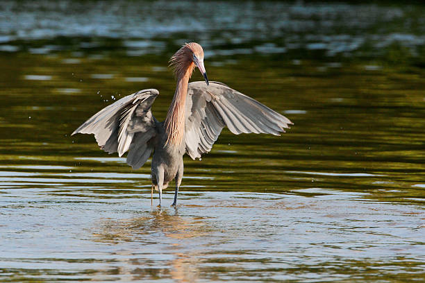 istock Reddish Egret (Egretta rufescens), Ding Darling NWR, Florida, USA 637691748