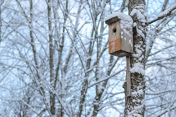 nesting-box in winter. Cold white winter outdoors