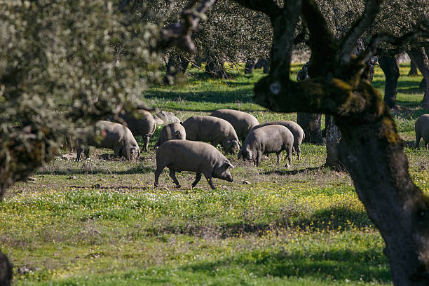 istock Iberian pigs eating acorns 637693524