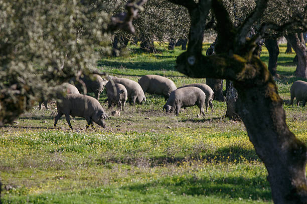 istock Iberian pigs eating acorns 637693692