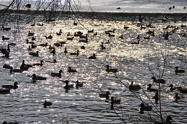 istock Silhouette of ducks and geese on pond 637693836