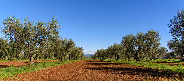 olive grove  - spring tree orchard forest - fotografias e filmes do acervo