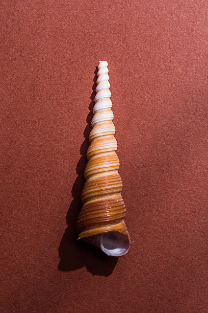 collecion de conchas marinas - remote shell snail isolated fotografías e imágenes de stock