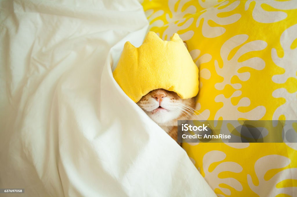 Mejor concepto de la mañana - Foto de stock de Gato doméstico libre de derechos