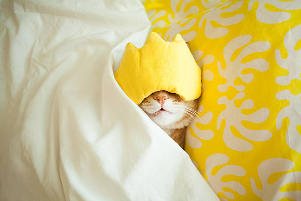 최고의 아침 컨셉 - pets bedroom animal mammal 뉴스 사진 이미지