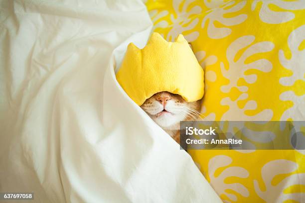 Best Morning Concept Stock Photo - Download Image Now - Domestic Cat, Sleeping, Animal