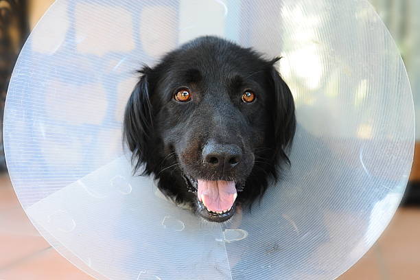 istock black dog wearing a collar pet 637697270