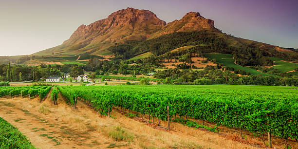 南アフリカ西ケープ州ステレンボッシュ - mountain region ストックフォトと画像
