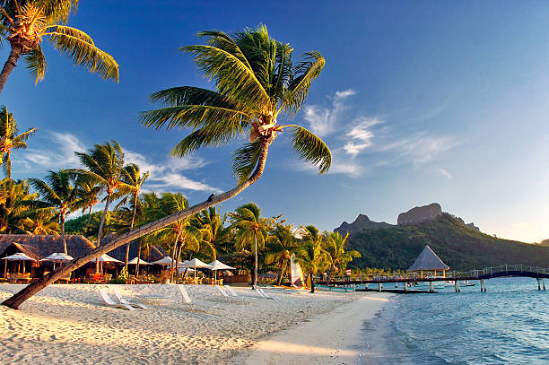 야자수가 있는 보라 보라 해변의 풍경, 일출산 - bora bora polynesia beach bungalow 뉴스 사진 이미지