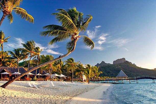istock Bora Bora beach scene with palm trees, mountains at sunrise 637698928