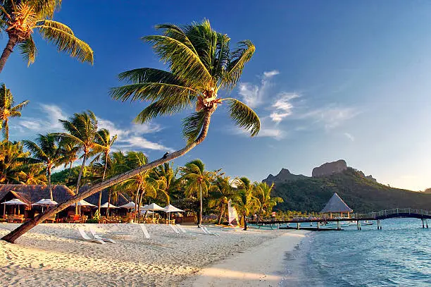 Bora Bora is one of the most beautiful places on earth: pristine, unspoilt nature accompanied by luxurious resorts to have the best possible experience. Bent palm trees, serene ocean waters and Mount Otemanu in the background.