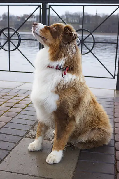 Australian Shepherd on the banks of the River Narva, Ivangorod, January 2017