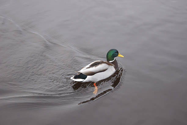 istock Swimming duck on the river in winter 637700350
