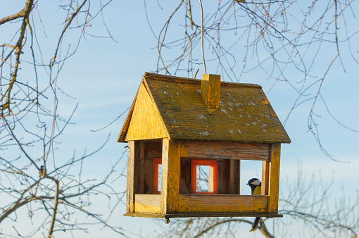 casa del árbol para los pájaros, photo